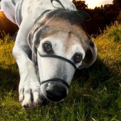 FOCINHEIRA PARA CÃES  (7)